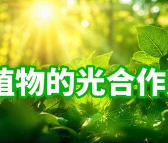 绿叶的魔法厨房：一场转化光能为生命的神奇之旅